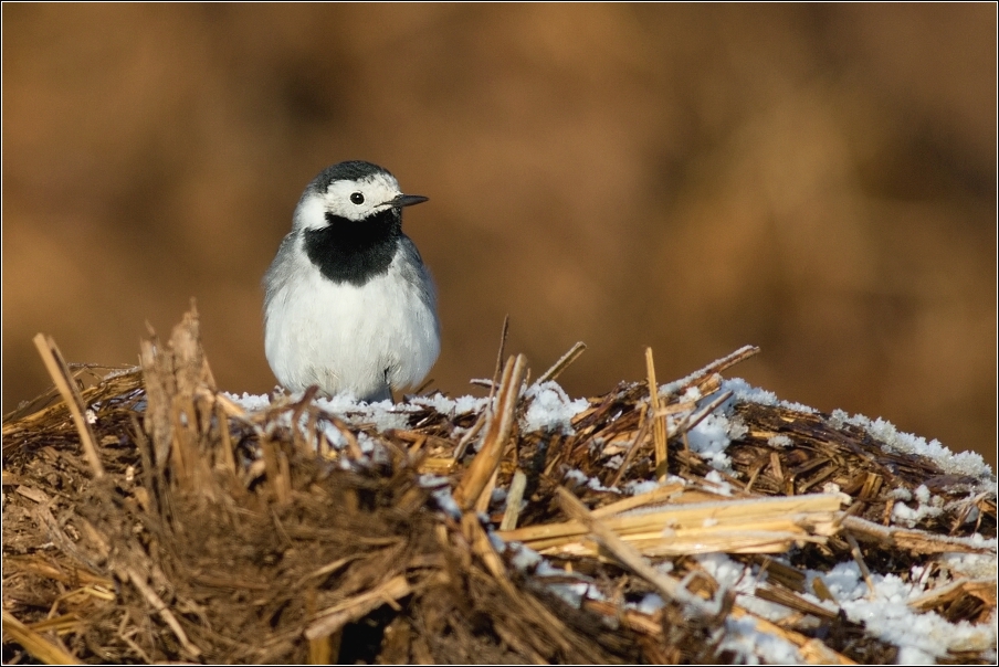 Konipas bílý  ( Motacilla alba )