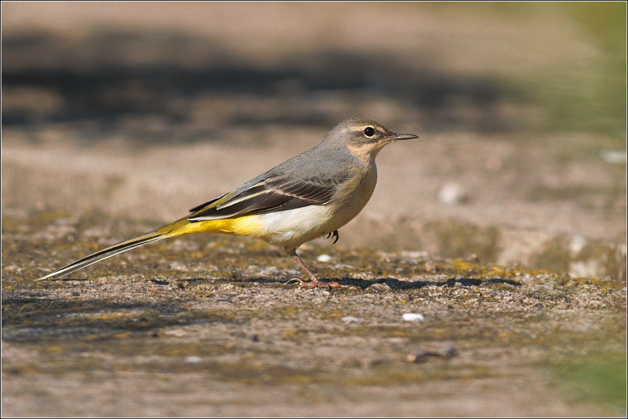 Konipas horský  ( Motacilla cinerea )