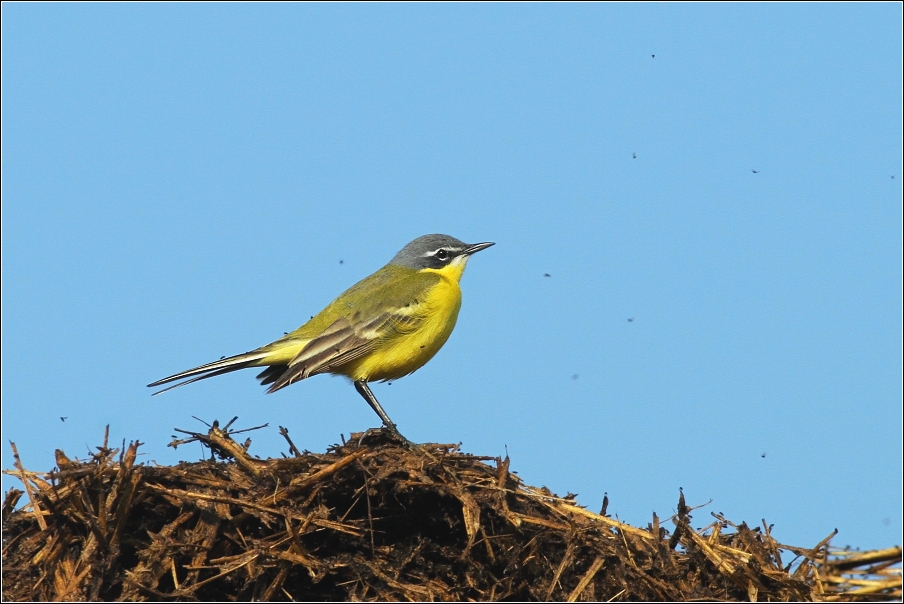 Konipas horský  ( Motacilla cinerea )