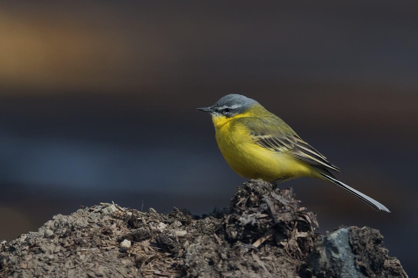 Konipas luční ( Motacilla flava )