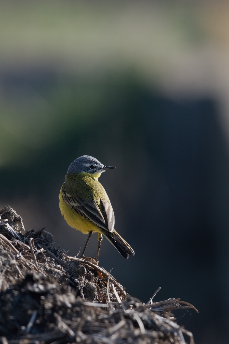 Konipas luční ( Motacilla flava )