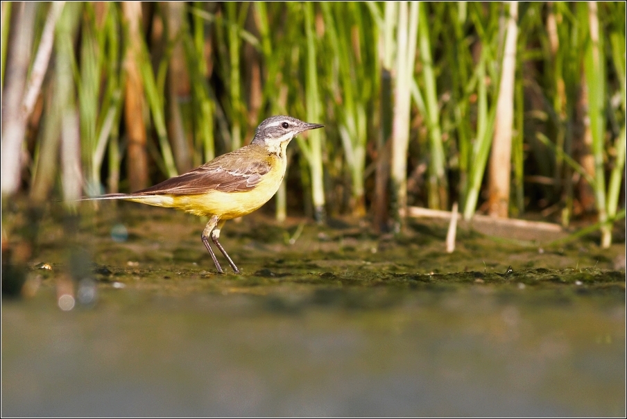 Konipas luční  ( Motacilla flava )