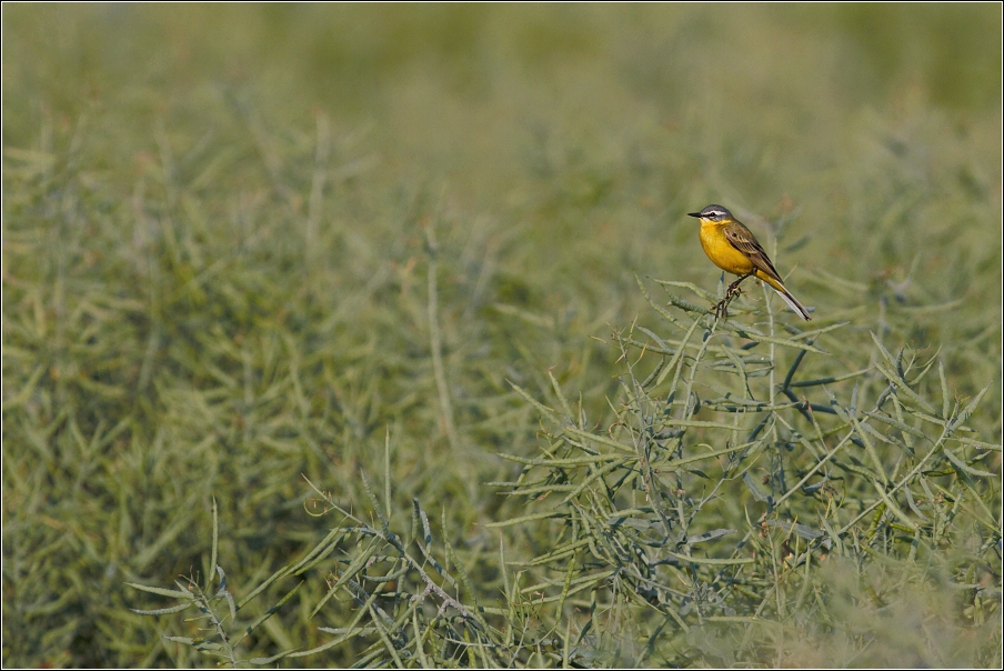 Konipas luční  (  Motacilla flava )