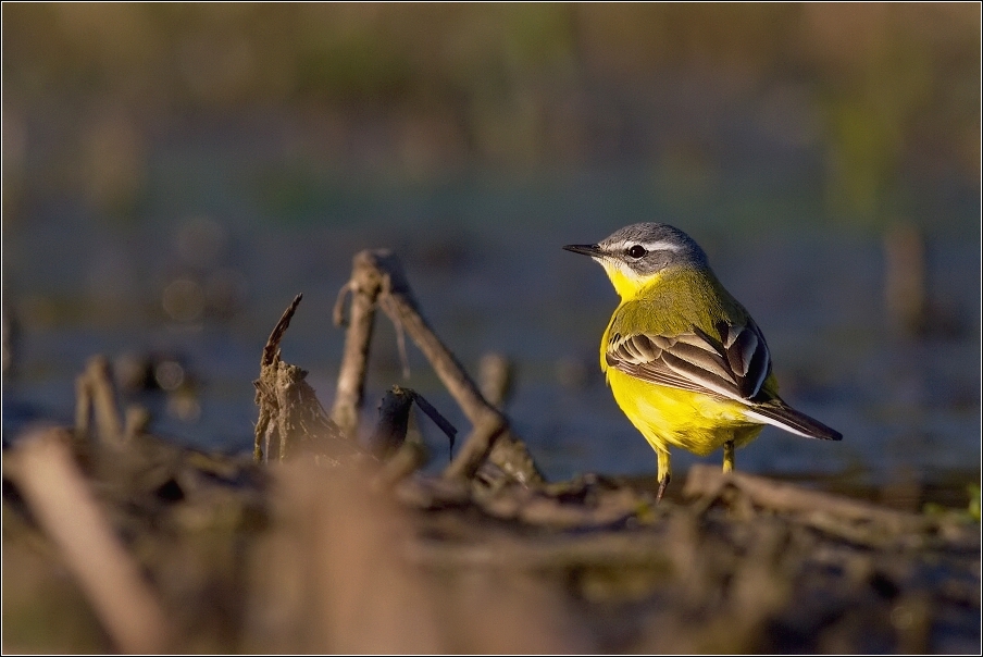 Konipas luční  (  Motacilla flava )