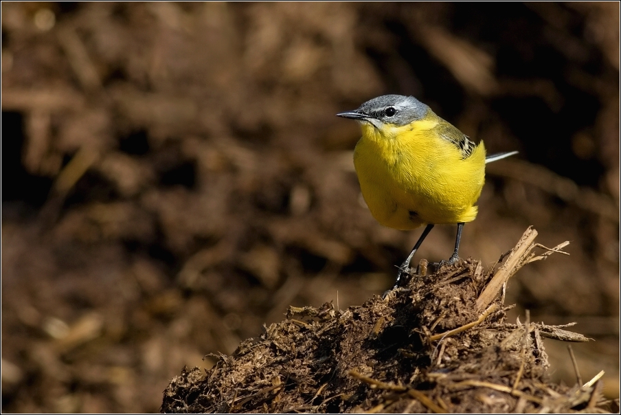 Konipas luční  (  Motacilla flava )