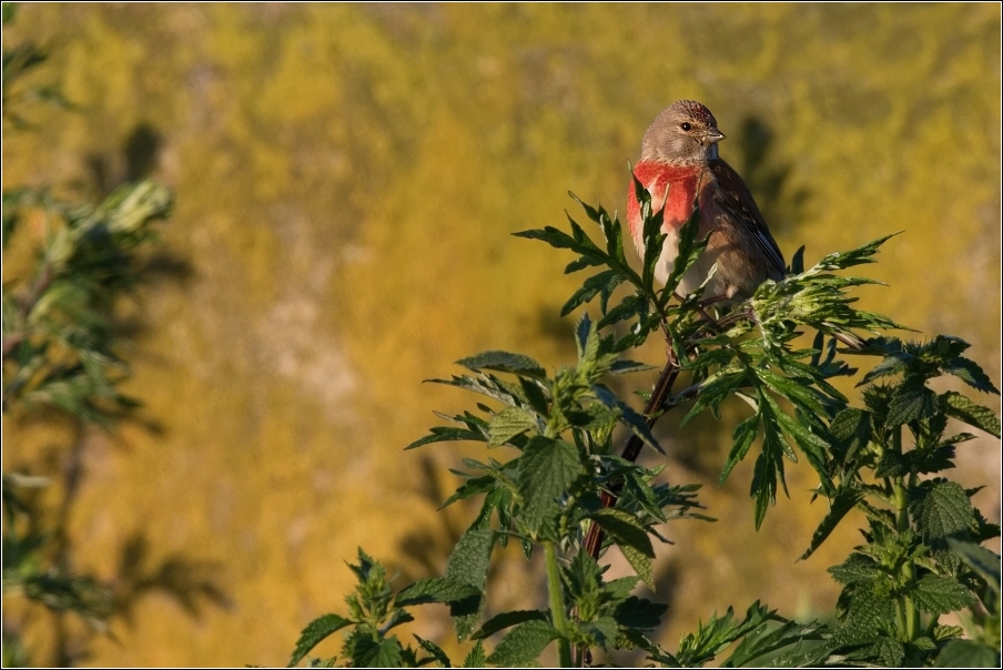 Konopka obecná  ( Carduelis cannabina )