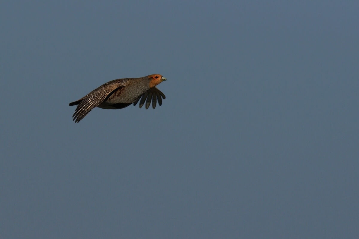 Koroptev polní  (  Perdix perdix )