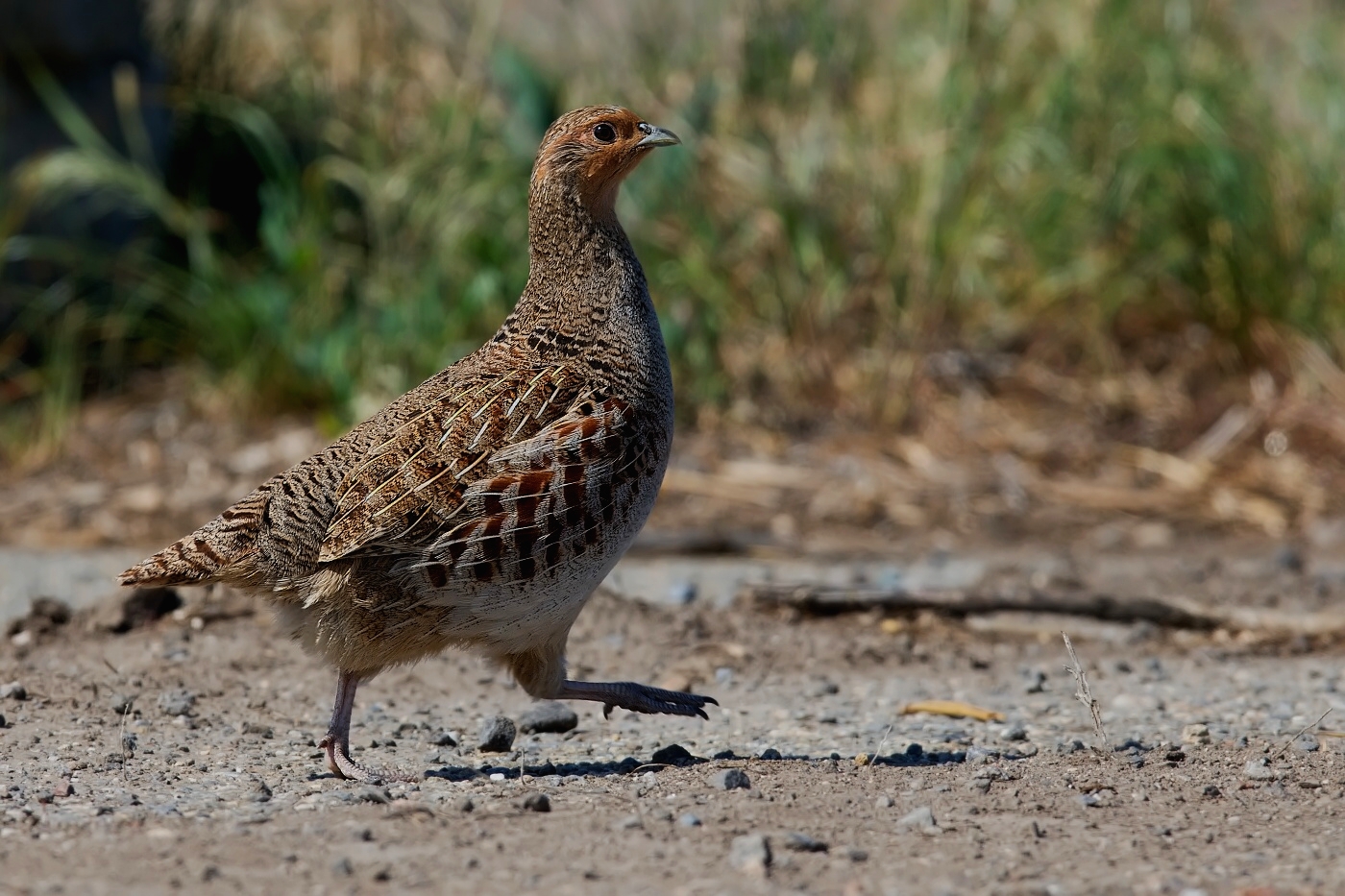 Koroptev polní  (  Perdix perdix )