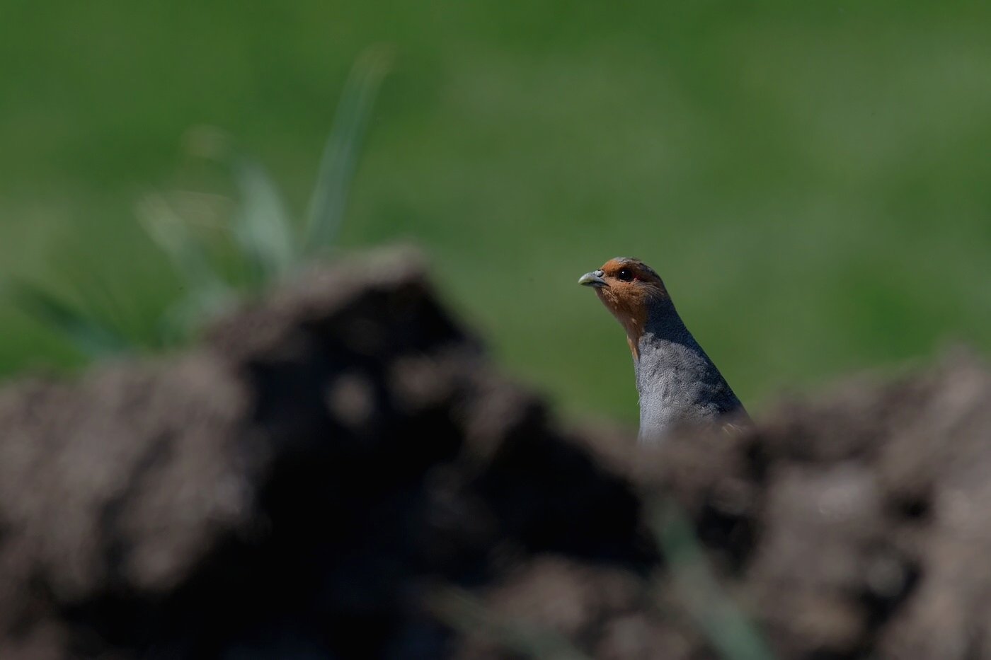 Koroptev polní  (  Perdix perdix )