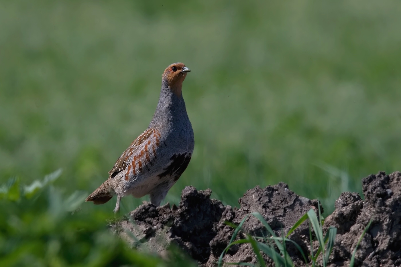 Koroptev polní  (  Perdix perdix )