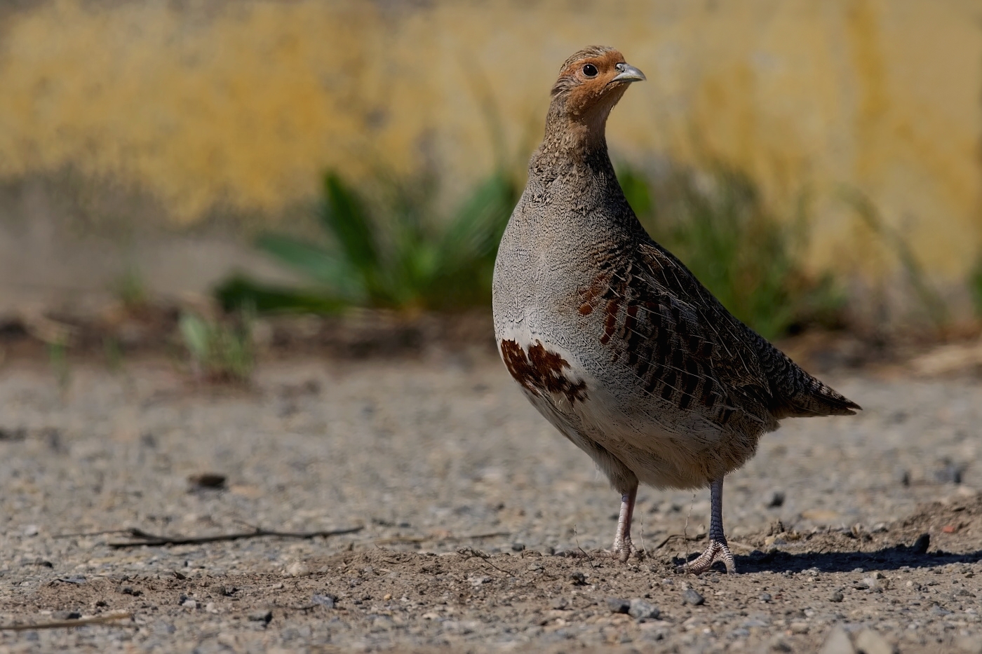 Koroptev polní  (  Perdix perdix )