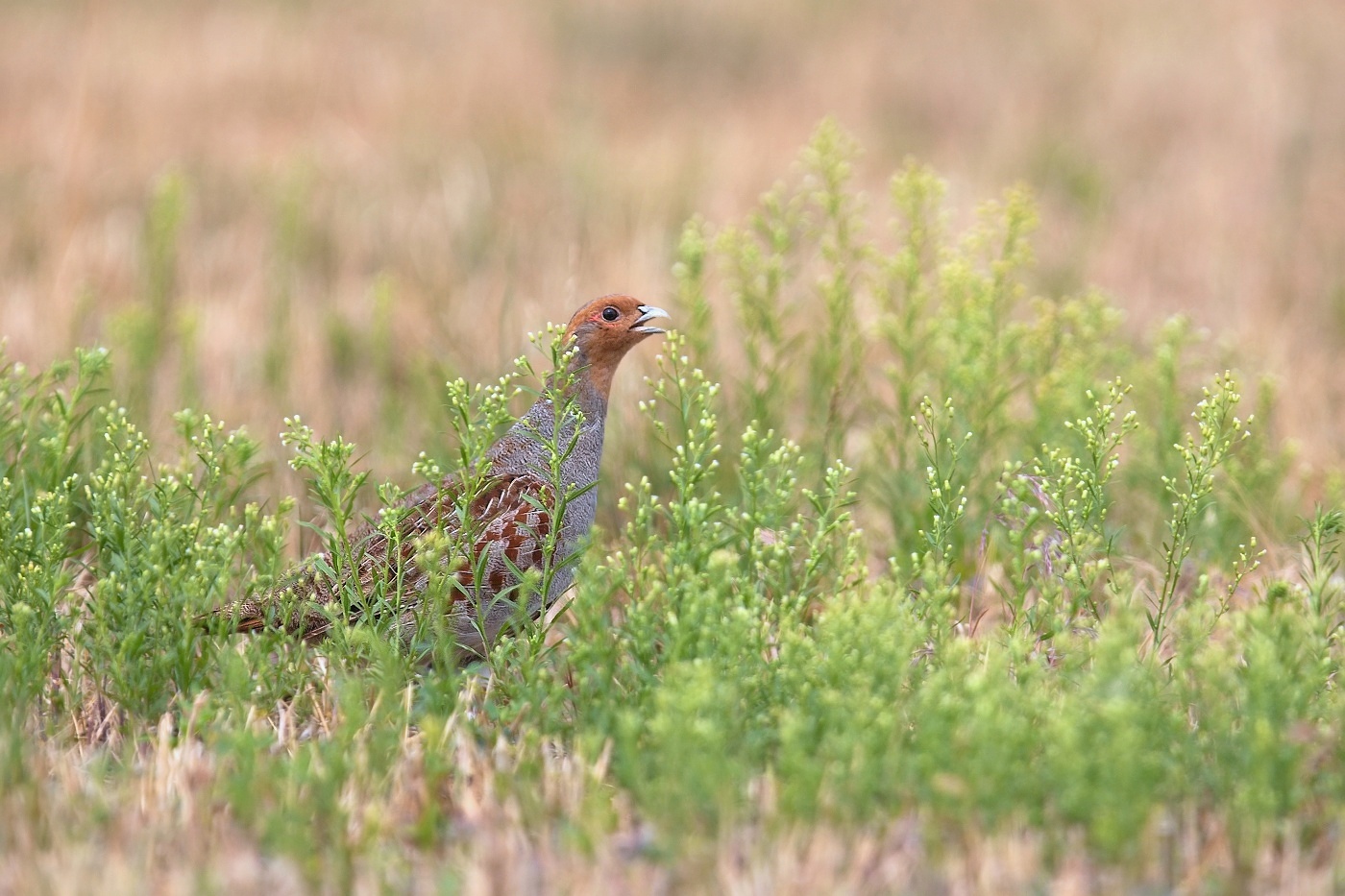 Koroptev polní  ( Perdix perdix )