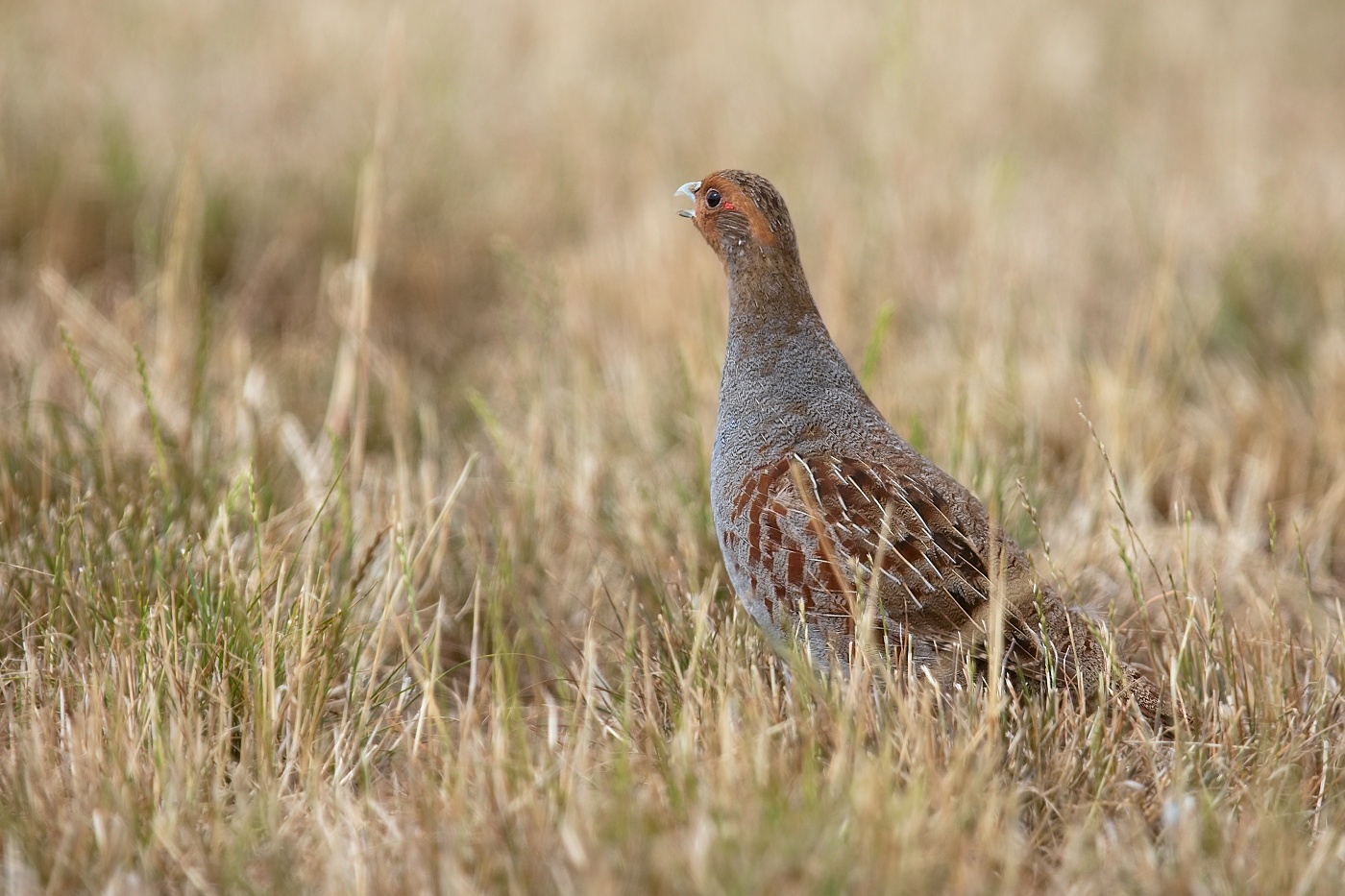 Koroptev polní  ( Perdix perdix )