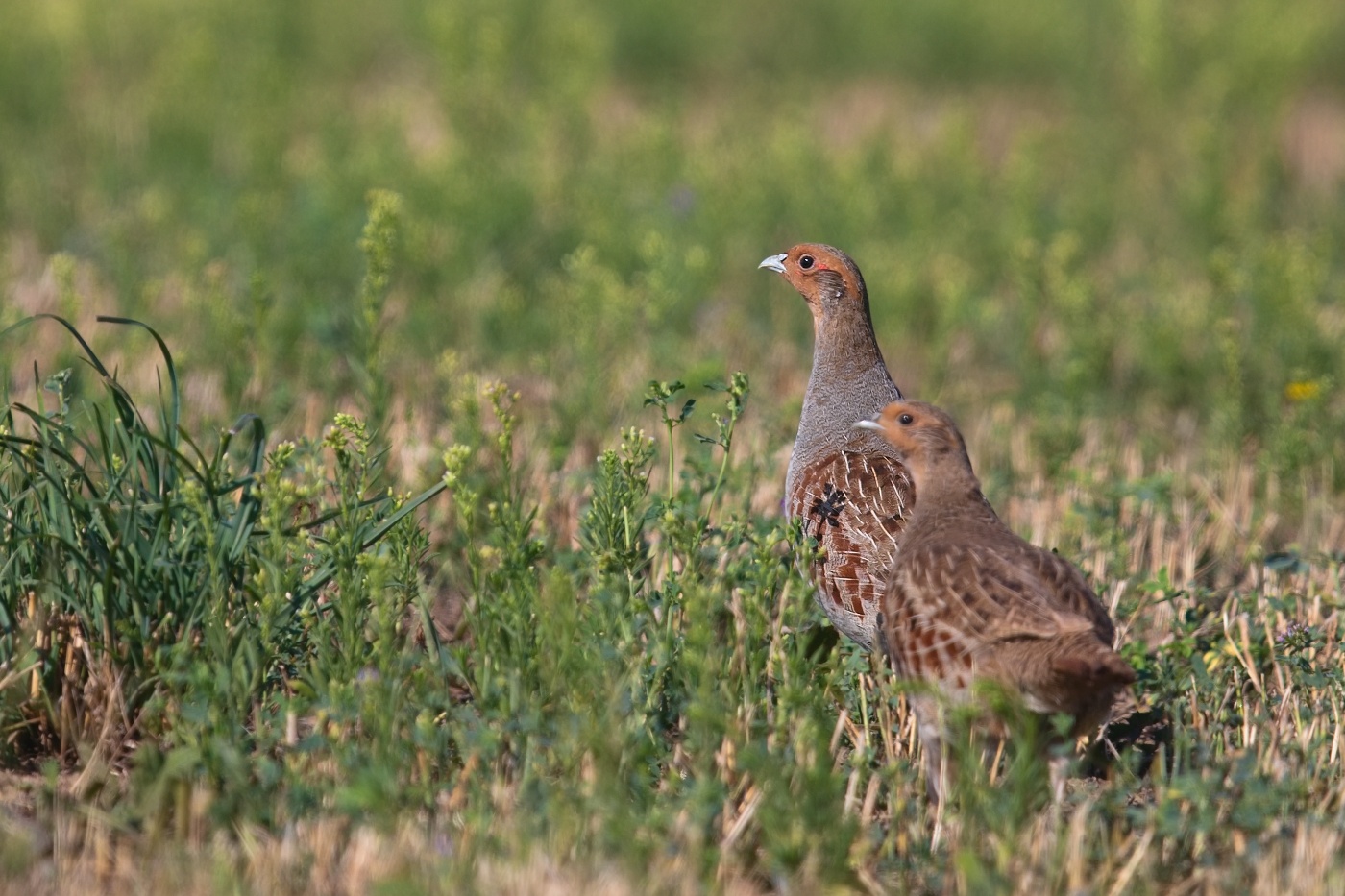 Koroptev polní  ( Perdix perdix )