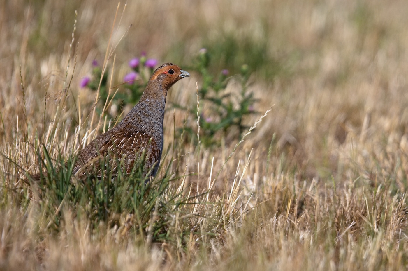 Koroptev polní  ( Perdix perdix )