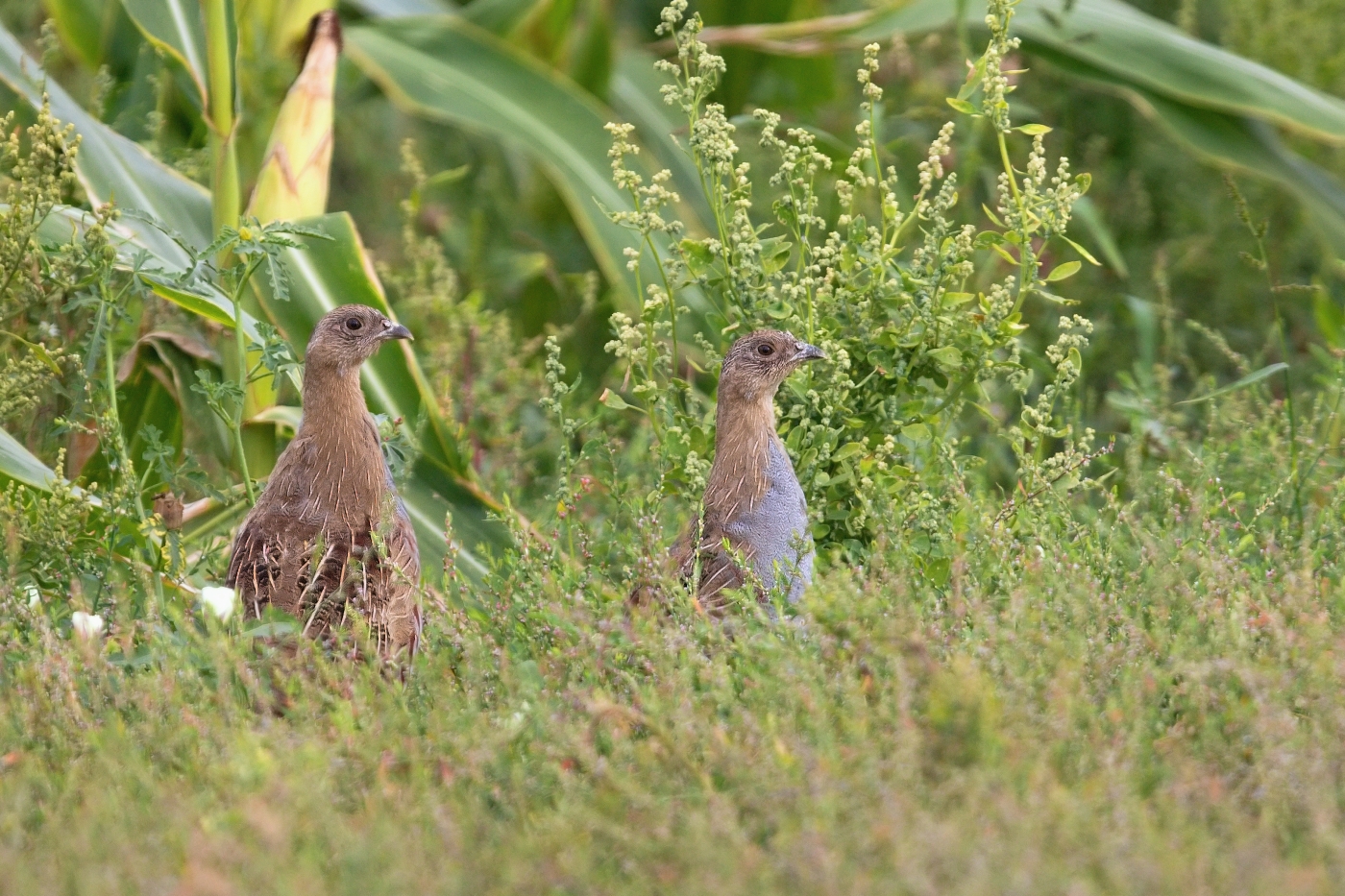 Koroptev polní  ( Perdix perdix )