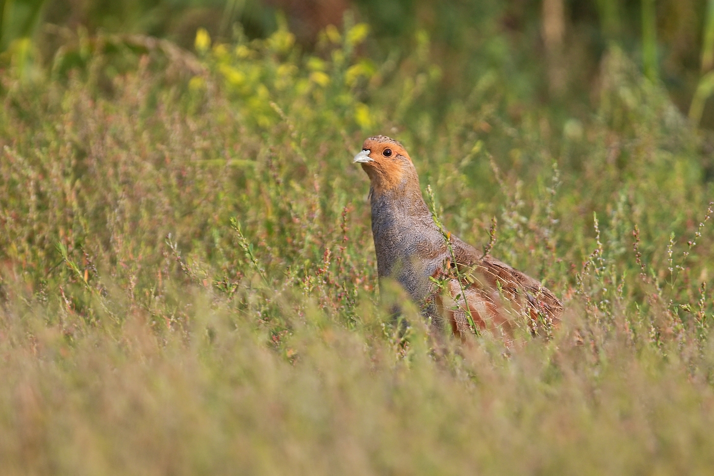 Koroptev polní  ( Perdix perdix )