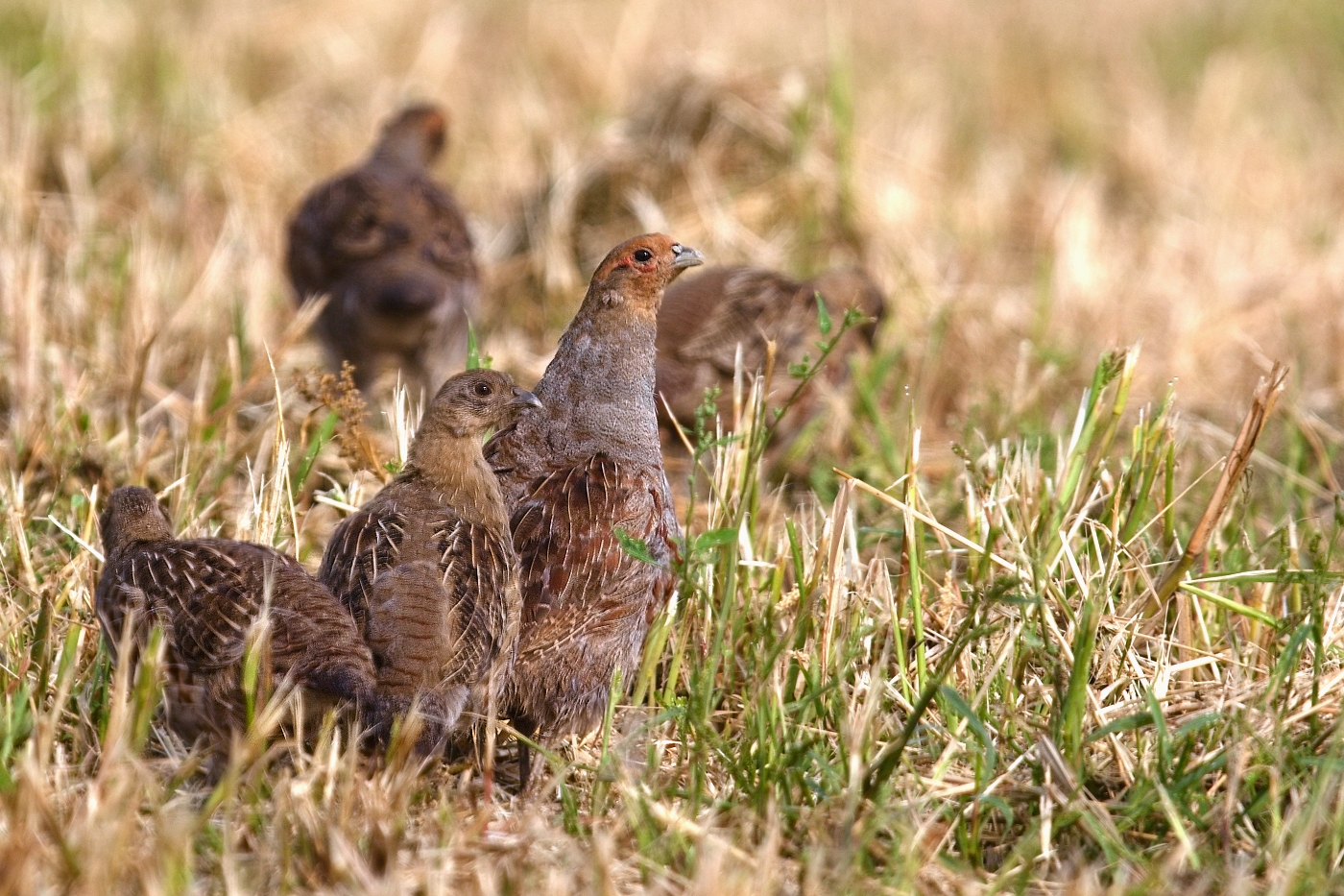 Koroptev polní  ( Perdix perdix )