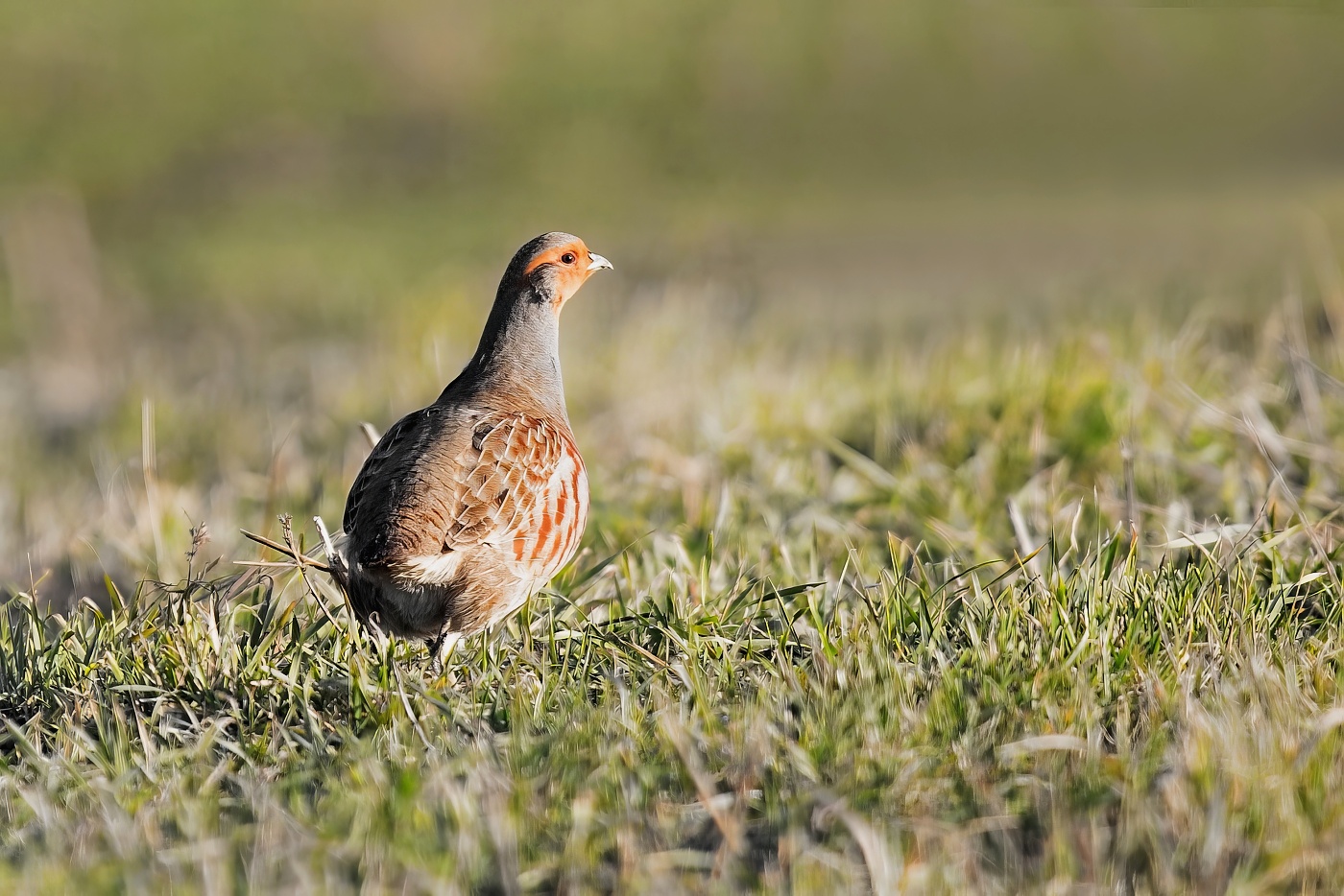 Koroptev polní  ( Perdix perdix )