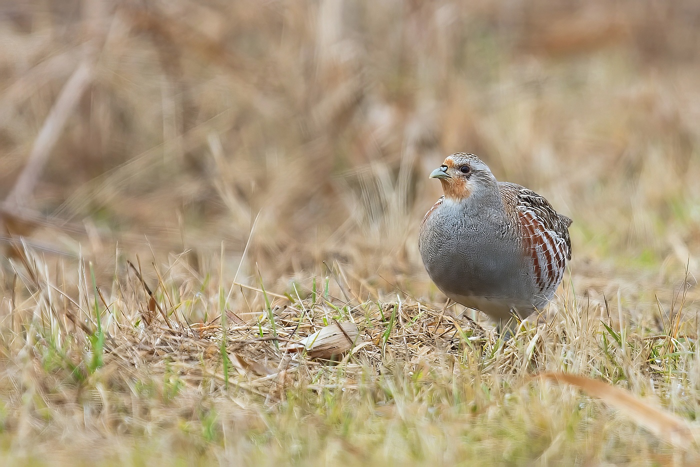 Koroptev polní  ( Perdix perdix )