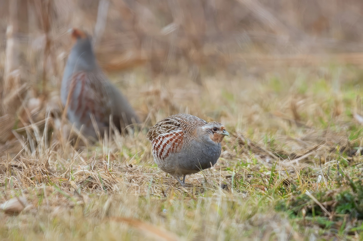 Koroptev polní  ( Perdix perdix )