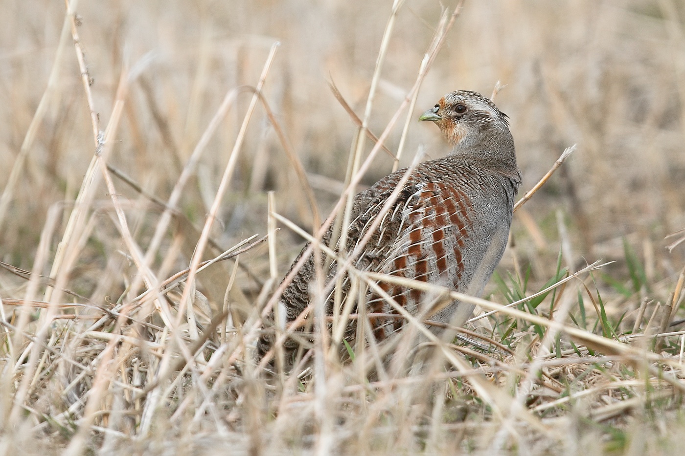 Koroptev polní  ( Perdix perdix )