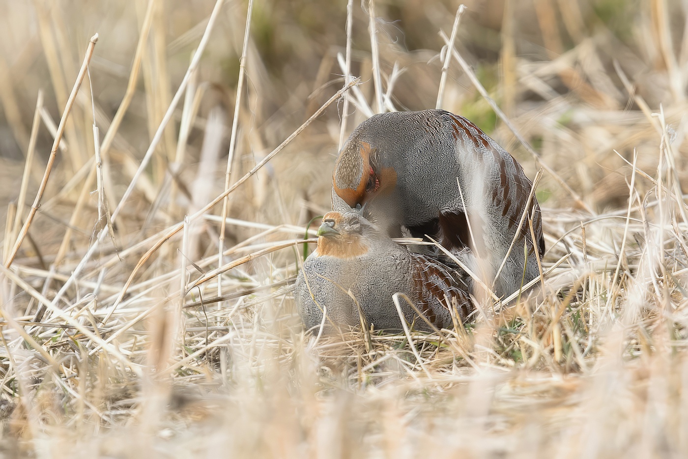 Koroptev polní  ( Perdix perdix )