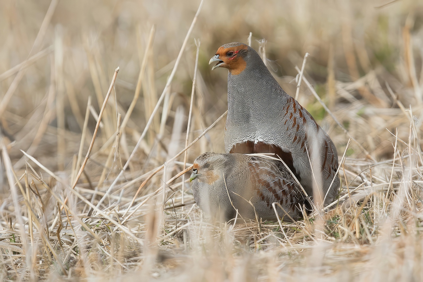 Koroptev polní  ( Perdix perdix )