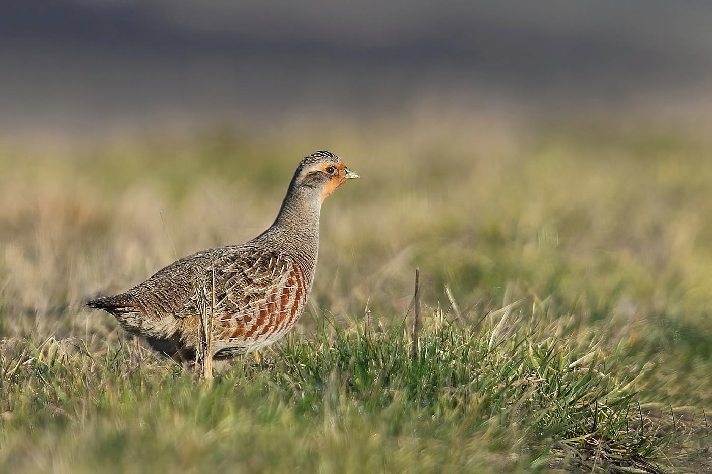 Koroptev polní  ( Perdix perdix )