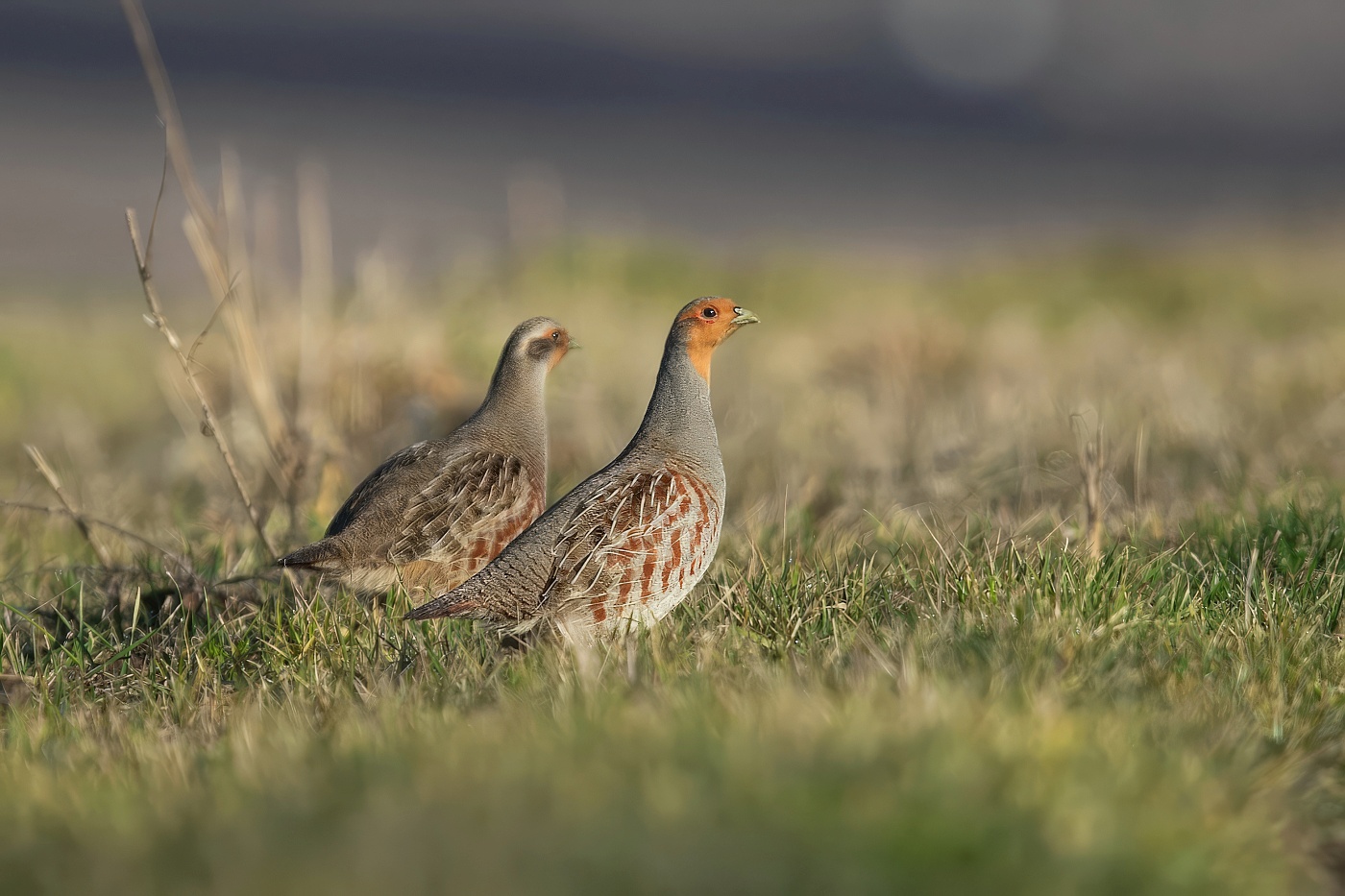 Koroptev polní  ( Perdix perdix )