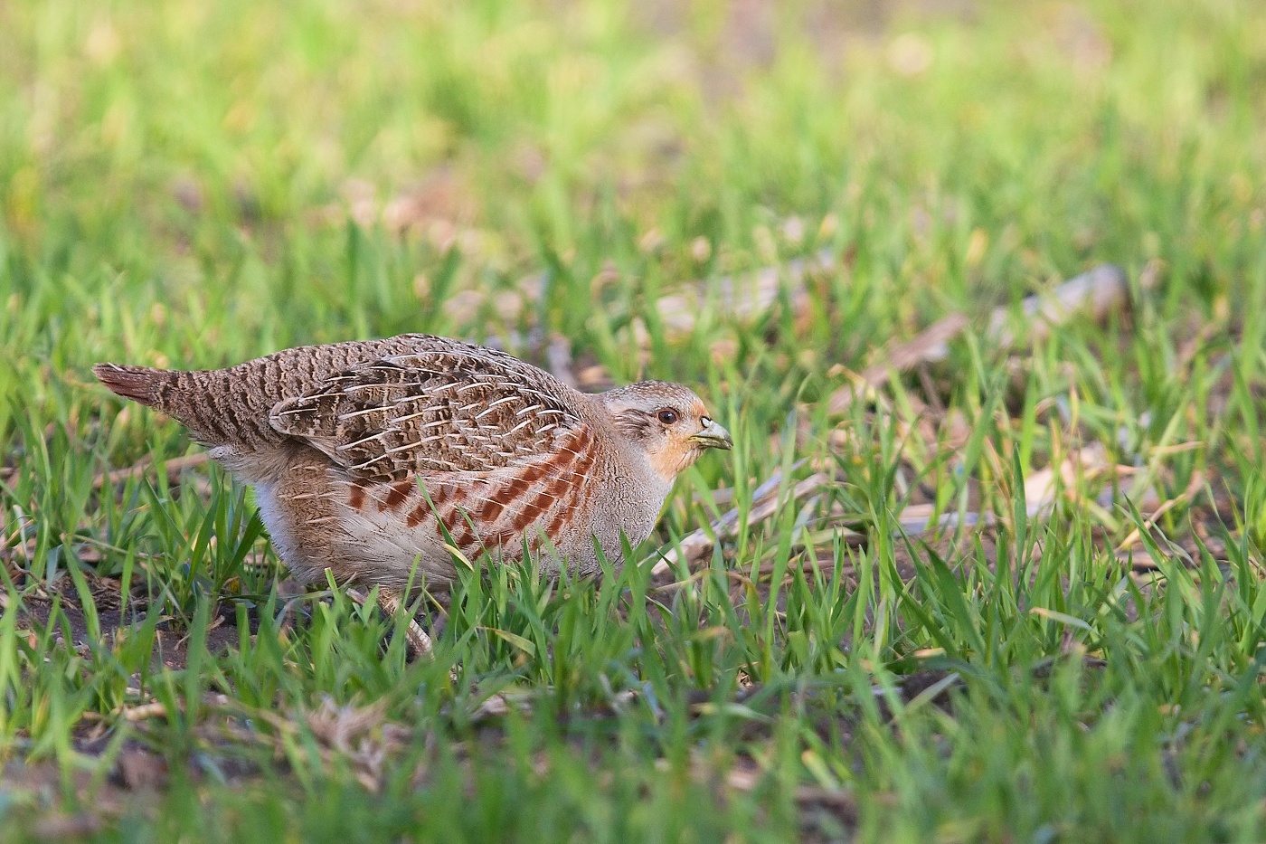 Koroptev polní  ( Perdix perdix )