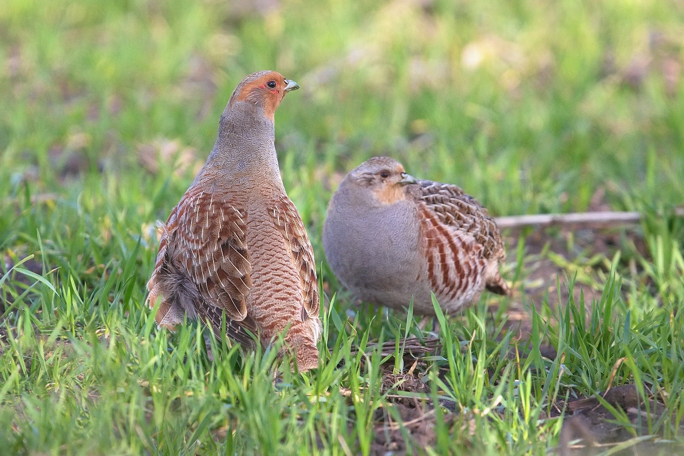 Koroptev polní  ( Perdix perdix )