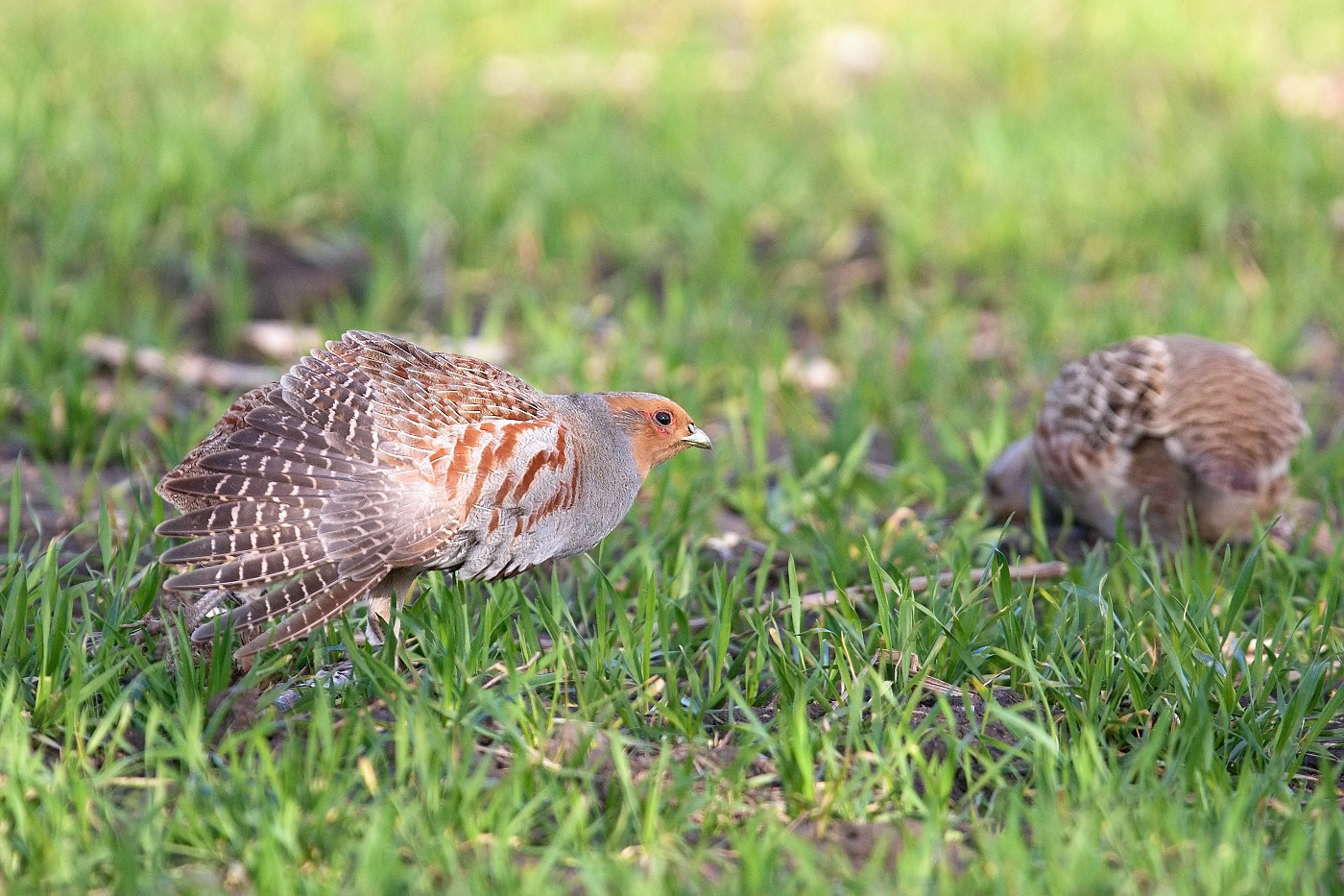 Koroptev polní  ( Perdix perdix )