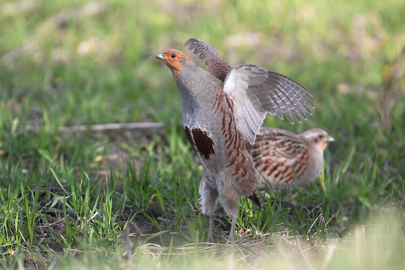 Koroptev polní  ( Perdix perdix )