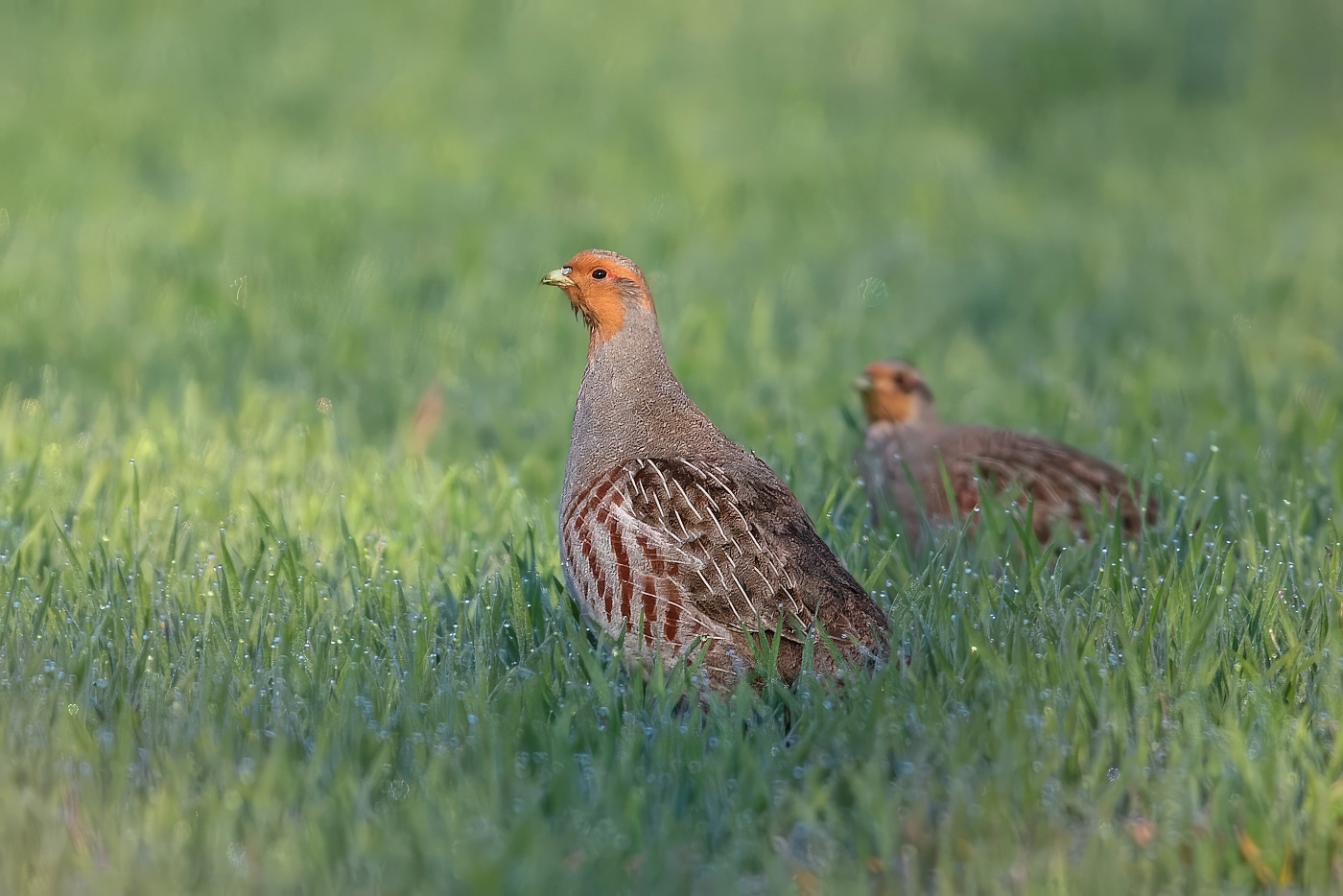 Koroptev polní  ( Perdix perdix )