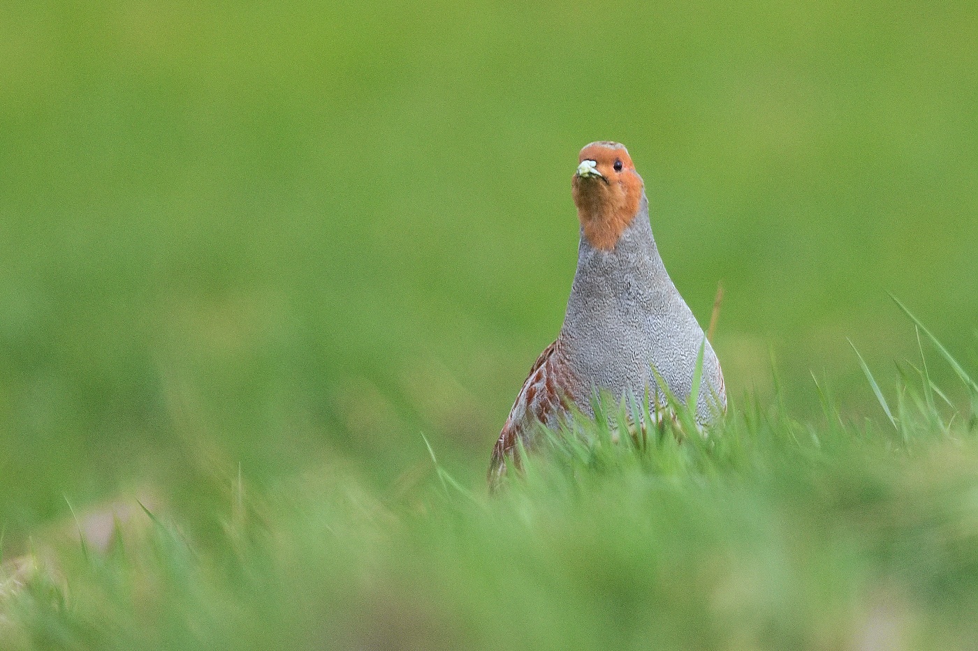 Koroptev polní  ( Perdix perdix )