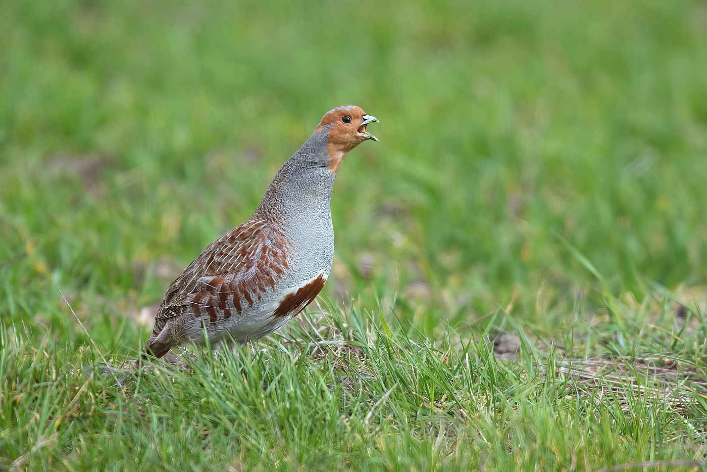 Koroptev polní  ( Perdix perdix )