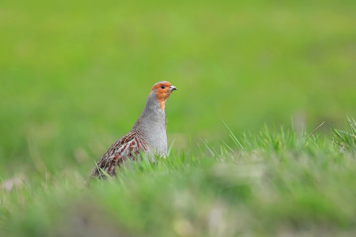 Koroptev polní  ( Perdix perdix )