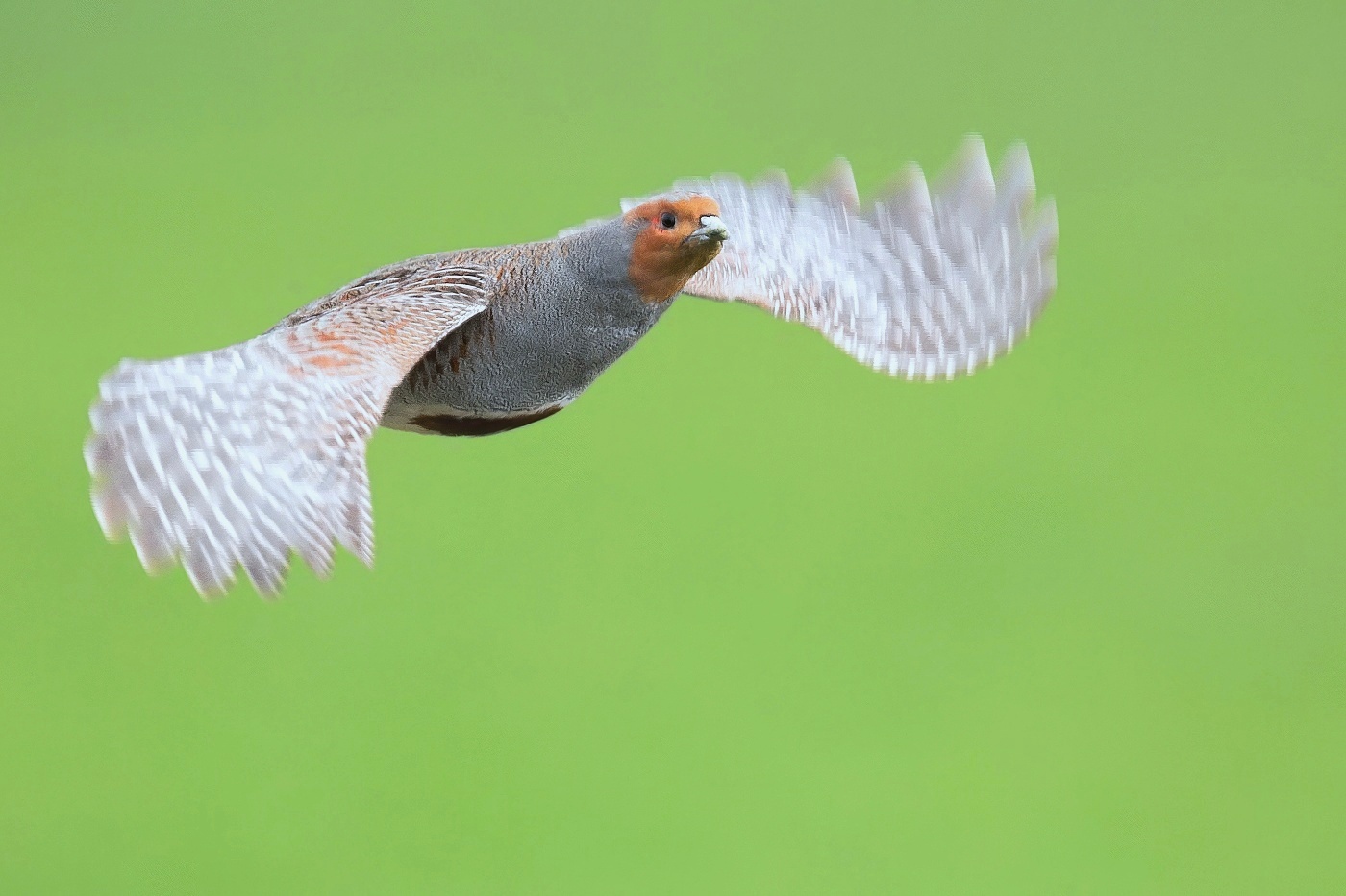 Koroptev polní  ( Perdix perdix )