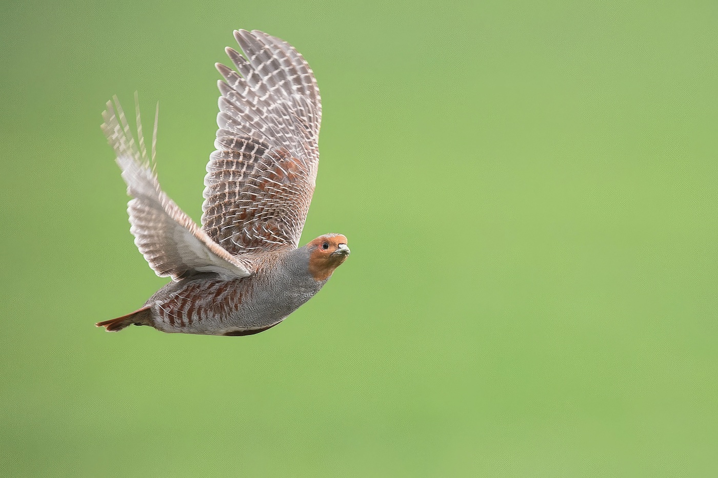 Koroptev polní  ( Perdix perdix )