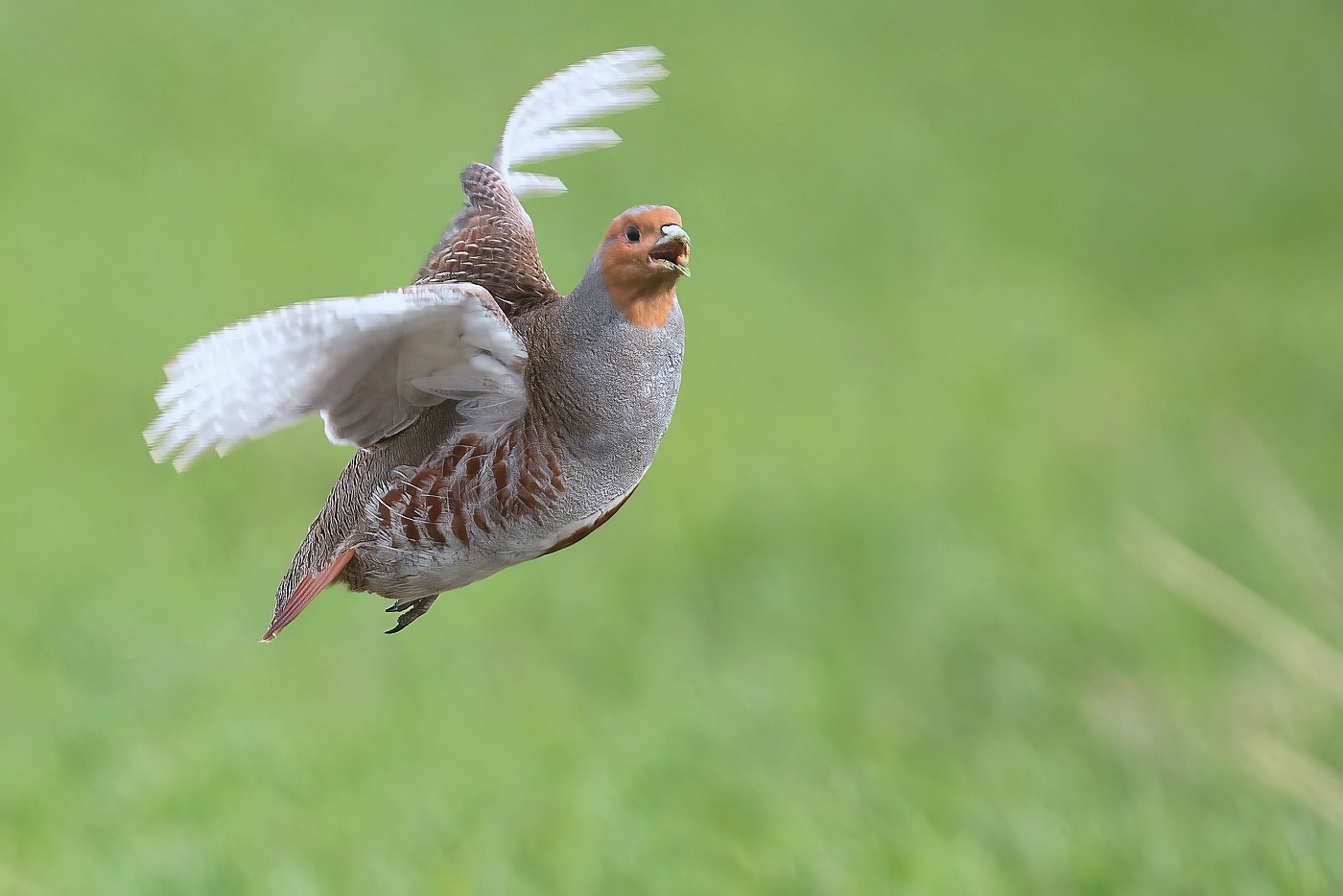 Koroptev polní  ( Perdix perdix )