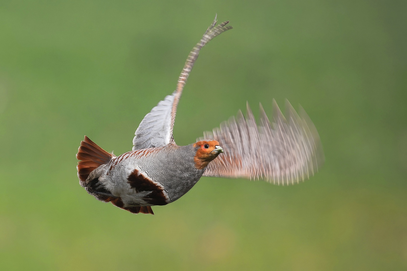 Koroptev polní  ( Perdix perdix )