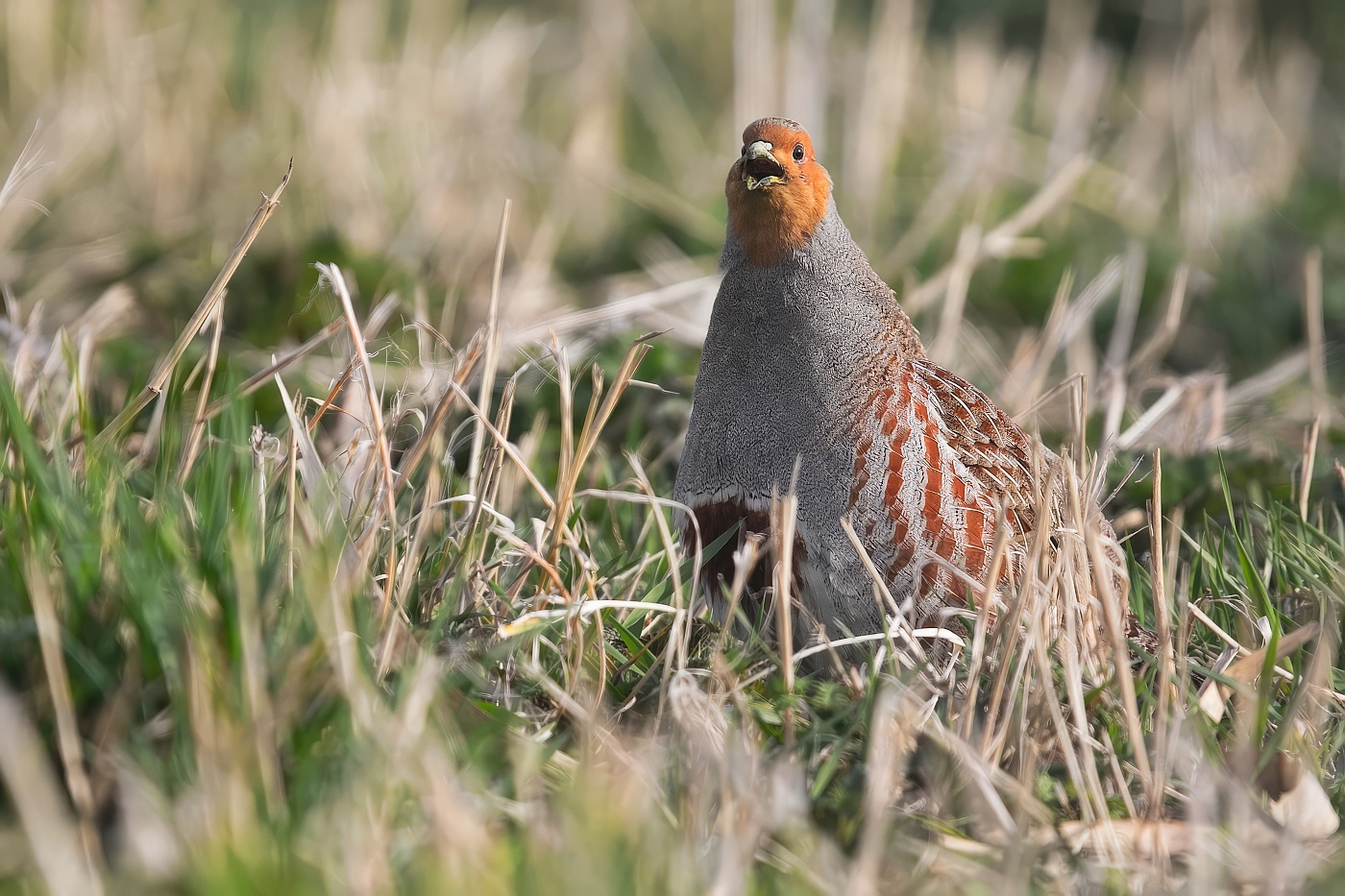 Koroptev polní  ( Perdix perdix )