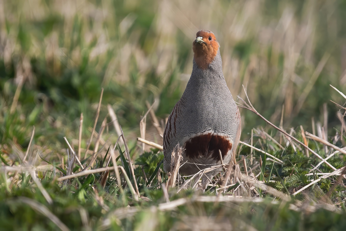 Koroptev polní  ( Perdix perdix )