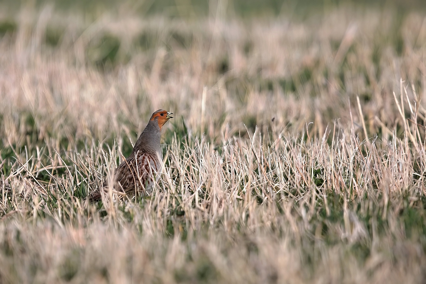 Koroptev polní  ( Perdix perdix )