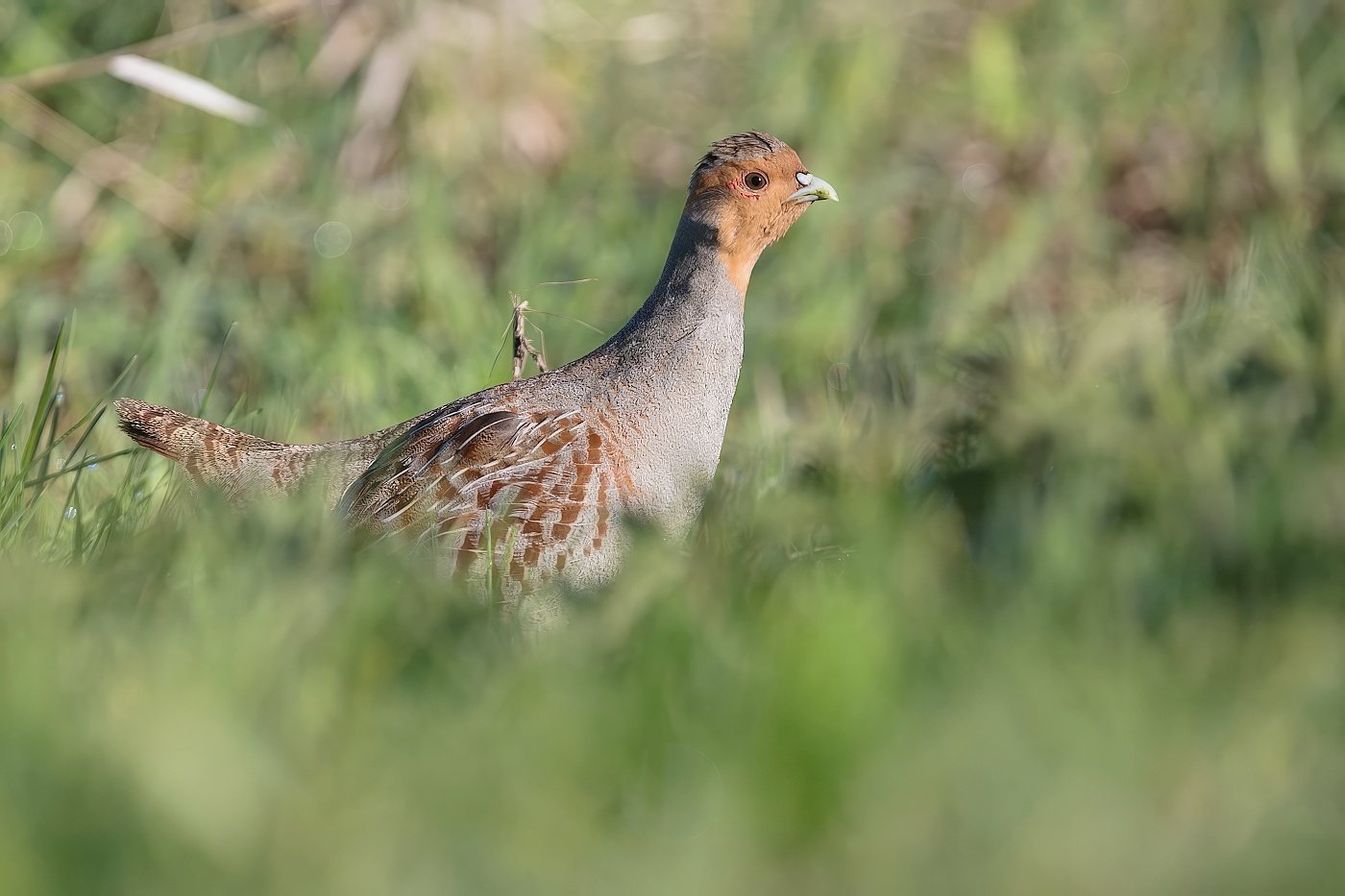 Koroptev polní  ( Perdix perdix )