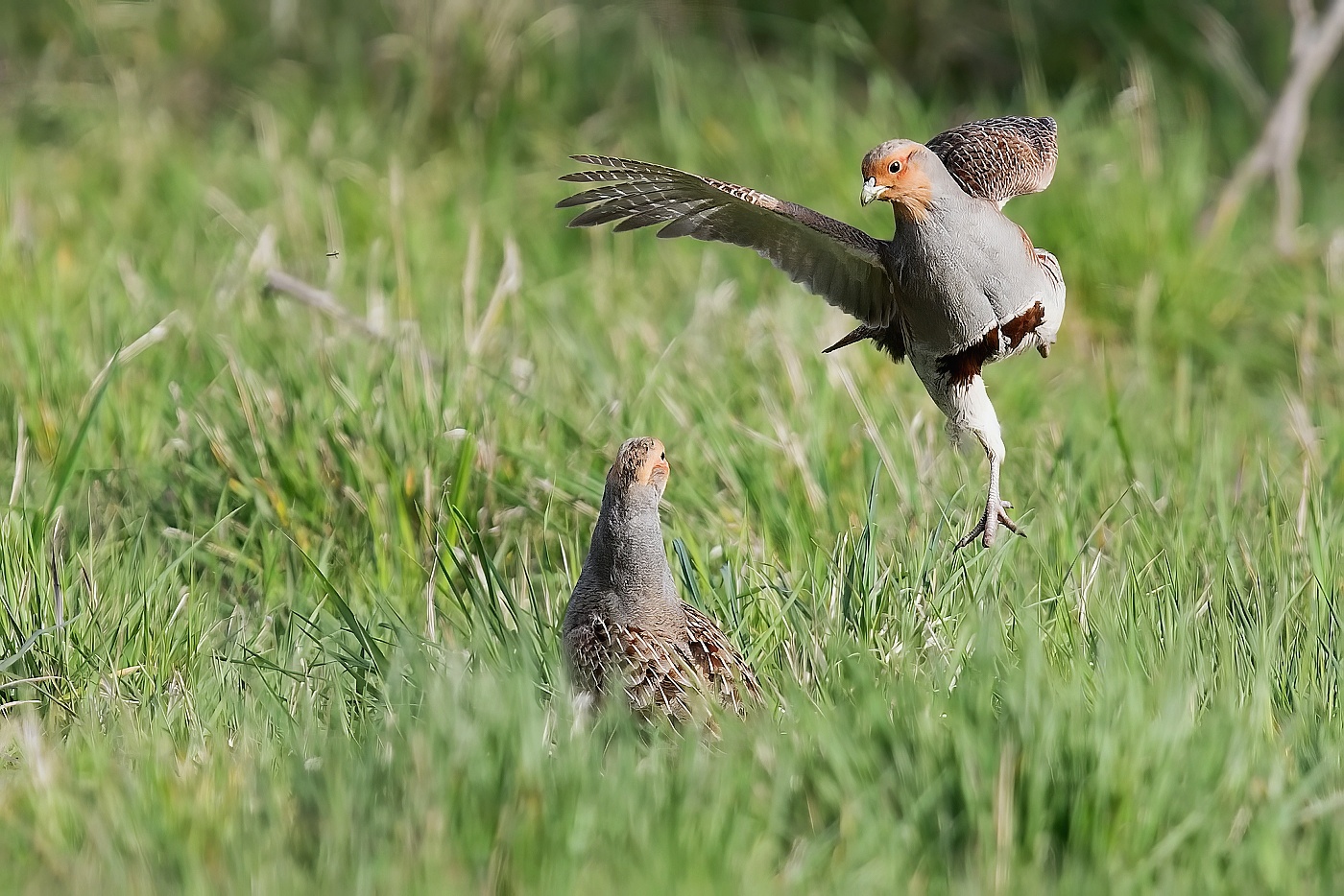 Koroptev polní  ( Perdix perdix )