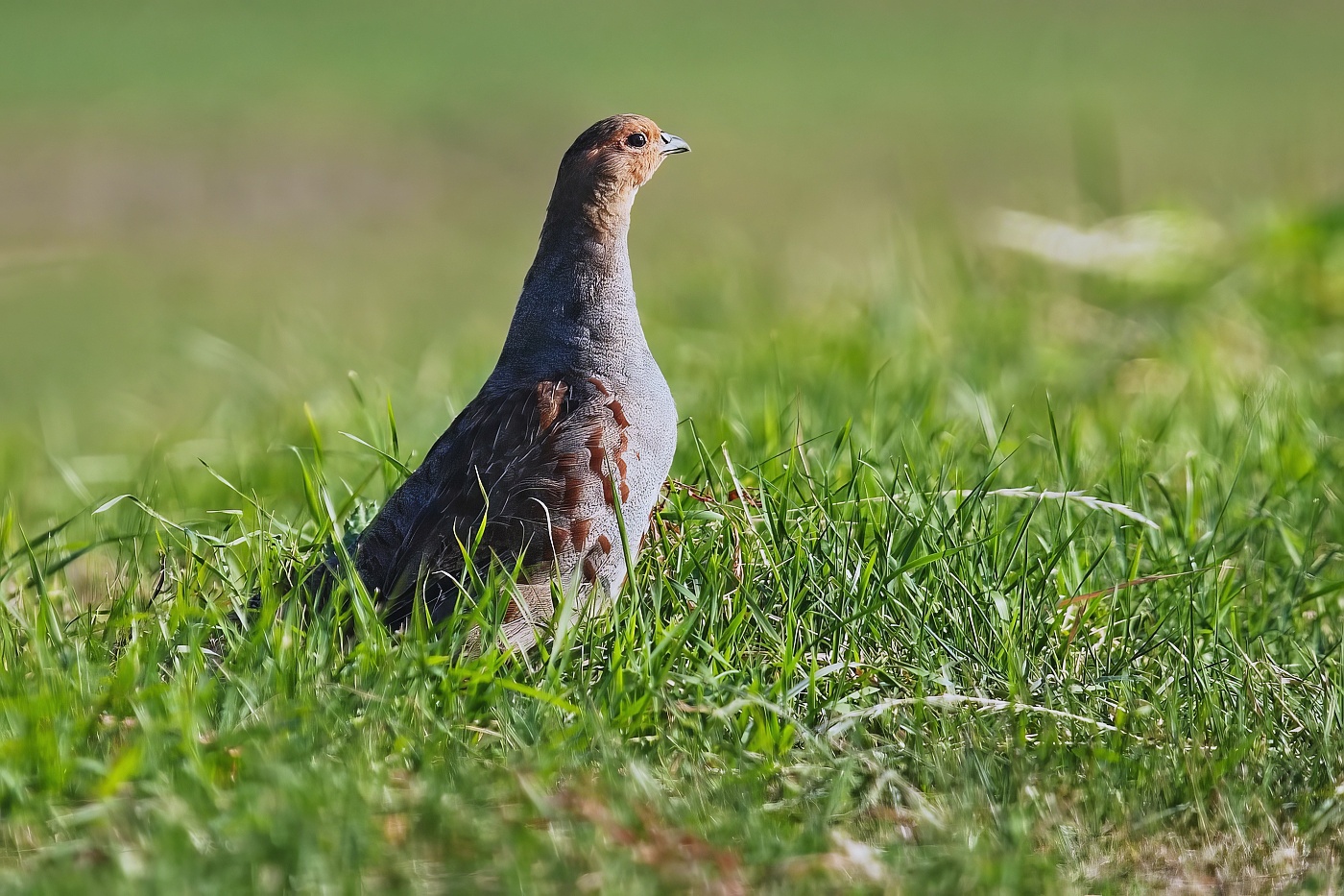 Koroptev polní  ( Perdix perdix )