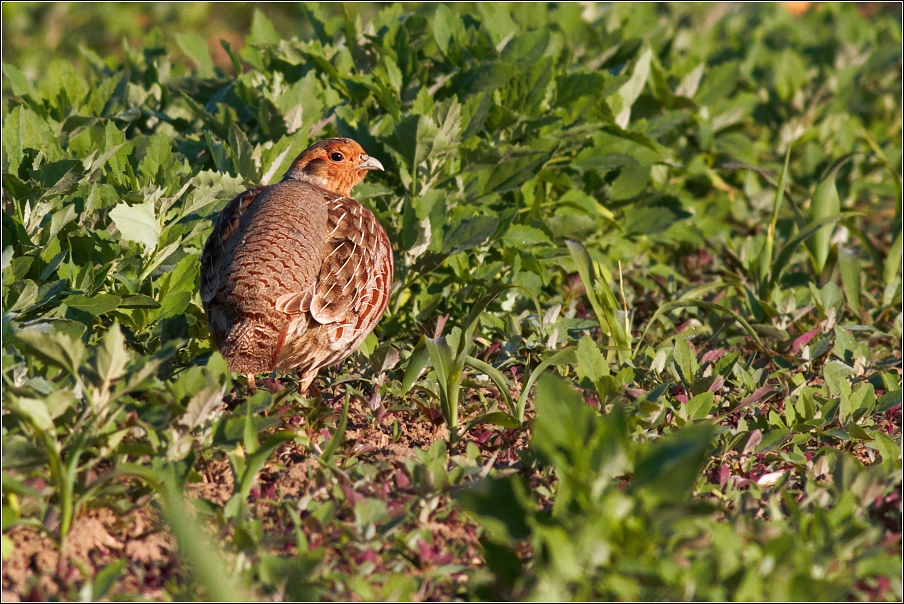 Koroptev polní ( Perdix perdix )