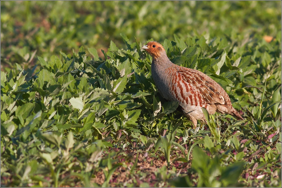 Koroptev polní ( Perdix perdix )